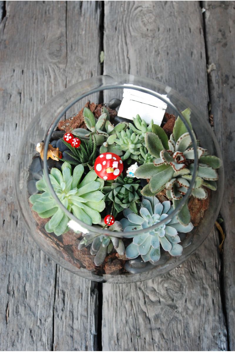 療癒款多肉玻璃圓缸造景Succulents in Fishbowl